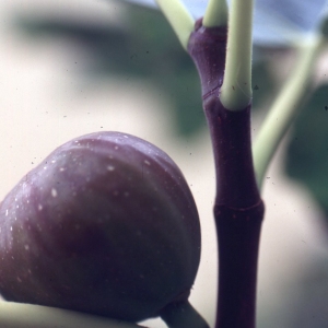 Photographie n°2345930 du taxon Ficus carica L. [1753]