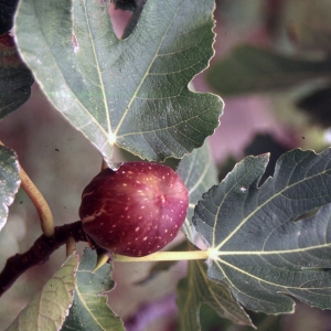 Photographie n°2345932 du taxon Ficus carica L. [1753]