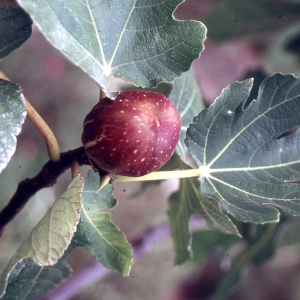 Photographie n°2345934 du taxon Ficus carica L. [1753]