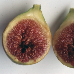 Photographie n°2345936 du taxon Ficus carica L. [1753]