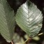  Liliane Roubaudi - Ulmus procera Salisb. [1796]