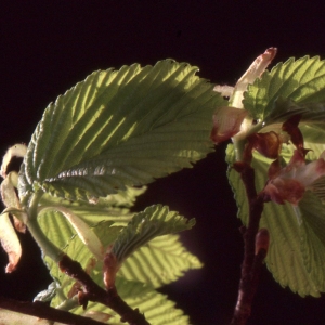 Ulmus procera Salisb. (Grand Orme)