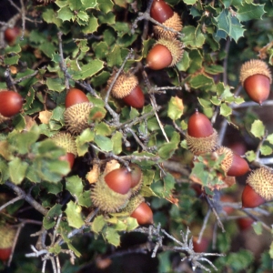 Photographie n°2345963 du taxon Quercus coccifera L. [1753]