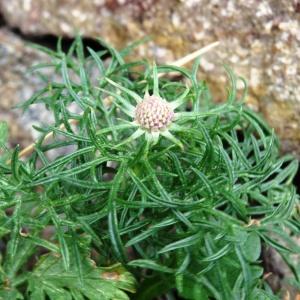 Photographie n°2345981 du taxon Scabiosa columbaria subsp. columbaria 