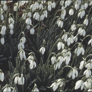 Photographie n°2346031 du taxon Galanthus nivalis L.