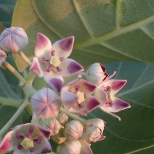 Photographie n°2346058 du taxon Calotropis procera (Aiton) W.T. Aiton