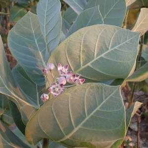 Photographie n°2346059 du taxon Calotropis procera (Aiton) W.T. Aiton