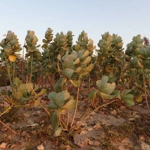 Photographie n°2346060 du taxon Calotropis procera (Aiton) W.T. Aiton