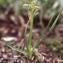  Liliane Roubaudi - Chamorchis alpina (L.) Rich. [1817]