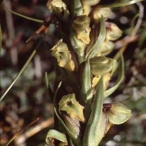 Chamorchis alpina (L.) Rich. (Orchis des Alpes)