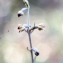  Liliane Roubaudi - Epipactis microphylla (Ehrh.) Sw. [1800]