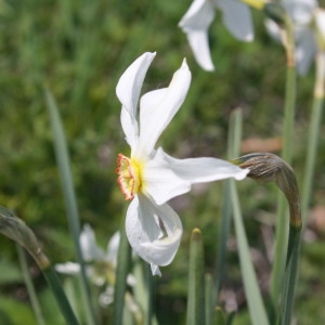 Photographie n°2346152 du taxon Narcissus poeticus L.