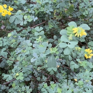 Photographie n°2346314 du taxon Coronilla valentina subsp. glauca (L.) Batt. [1889]