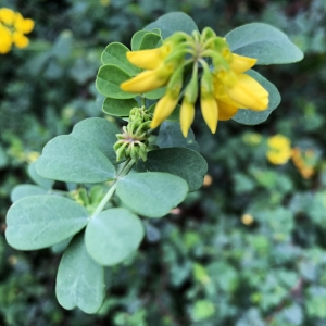 Photographie n°2346315 du taxon Coronilla valentina subsp. glauca (L.) Batt. [1889]