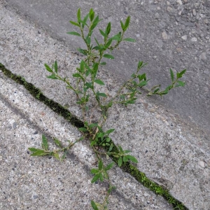 Photographie n°2346348 du taxon Polygonum aviculare L.