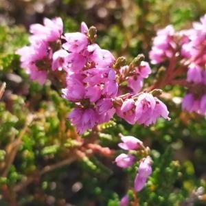 Photographie n°2346578 du taxon Calluna vulgaris (L.) Hull