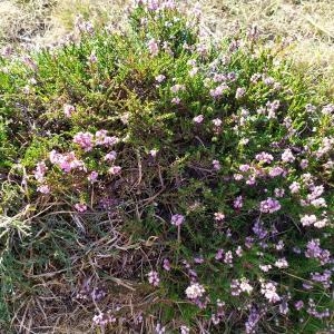 Photographie n°2346580 du taxon Calluna vulgaris (L.) Hull