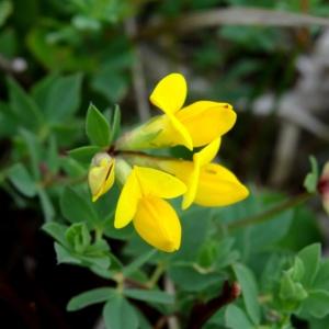 Photographie n°2346613 du taxon Lotus corniculatus subsp. corniculatus