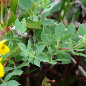 Photographie n°2346615 du taxon Lotus corniculatus subsp. corniculatus