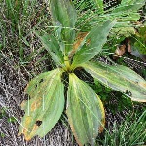 Photographie n°2346629 du taxon Gentiana lutea L.