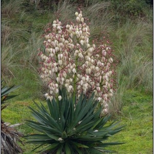 Photographie n°2346752 du taxon Yucca gloriosa L. [1753]