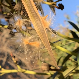 Photographie n°2346770 du taxon Nerium oleander L. [1753]