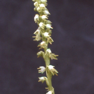 Photographie n°2346771 du taxon Herminium monorchis (L.) R.Br. [1813]