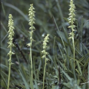 Photographie n°2346772 du taxon Herminium monorchis (L.) R.Br. [1813]