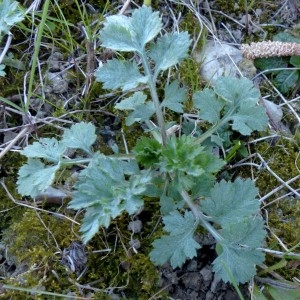 Photographie n°2346779 du taxon Artemisia vulgaris L. [1753]