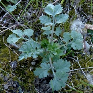 Photographie n°2346780 du taxon Artemisia vulgaris L. [1753]