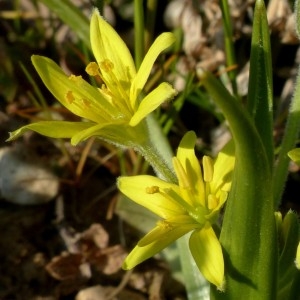 Photographie n°2346814 du taxon Gagea villosa (M.Bieb.) Sweet [1826]