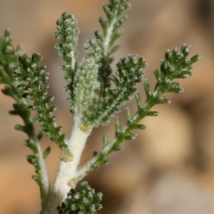 Photographie n°2346866 du taxon Santolina chamaecyparissus subsp. squarrosa (Willd.) Nyman [1879]