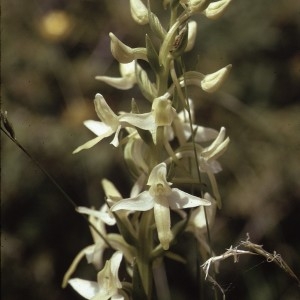 Photographie n°2346895 du taxon Platanthera bifolia (L.) Rich. [1817]