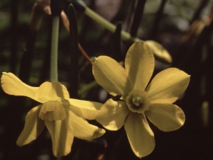 Liliane Roubaudi, le 12 mars 2000 (Tassin-la-Demi-Lune)