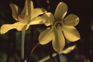 Liliane Roubaudi, le 12 mars 2000 (Tassin-la-Demi-Lune)