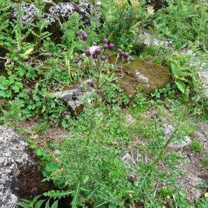  - Cirsium arvense (L.) Scop. [1772]