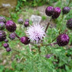  - Cirsium arvense (L.) Scop. [1772]