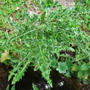 Photographie n°2346947 du taxon Cirsium arvense (L.) Scop. [1772]