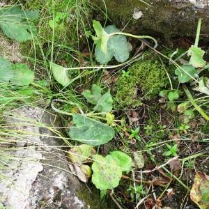 Photographie n°2346948 du taxon Caltha palustris L. [1753]