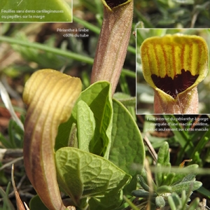 Photographie n°2346962 du taxon Aristolochia lutea Desf. [1808]