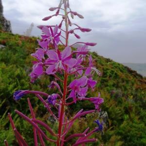  - Epilobium angustifolium L.