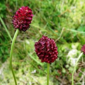  - Sanguisorba officinalis L. [1753]