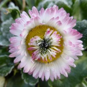 Photographie n°2347017 du taxon Bellis perennis L.