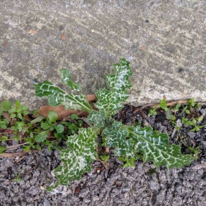 Photographie n°2347024 du taxon Silybum marianum (L.) Gaertn.