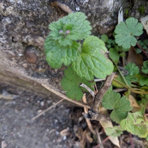 Photographie n°2347030 du taxon Lamium amplexicaule L.