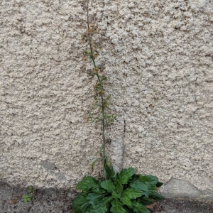 Photographie n°2347034 du taxon Erigeron canadensis L. [1753]