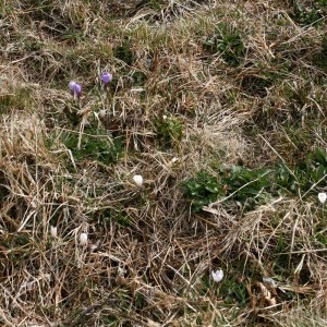 Photographie n°2347044 du taxon Crocus vernus (L.) Hill [1765]