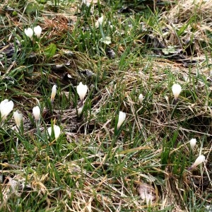 Photographie n°2347045 du taxon Crocus vernus (L.) Hill [1765]