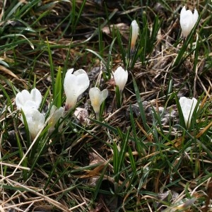 Photographie n°2347046 du taxon Crocus vernus (L.) Hill [1765]