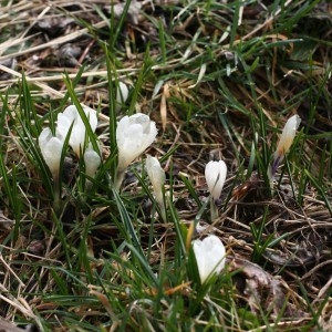 Photographie n°2347047 du taxon Crocus vernus (L.) Hill [1765]